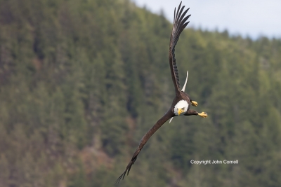 Bald-Eagle;British-Columbia;Canada;Eagle;Flying-Bird;Haliaeetus-leucocephalus;Ph